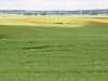 Pelplin 0367