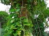 Hawai 0066