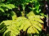 Hawai 0175