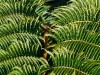 Hawai 0185