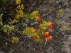 Hawai 0247