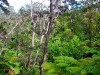 Hawai 0258