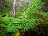 Hawai 0259