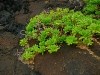 Hawai 0304