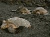 Hawai 0324