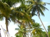 Mar Thoma 0336
