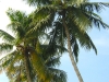 Mar Thoma 0337