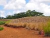 Terres de Couleurs 0045