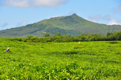 Mauritius – Plantacja herbaty “Bois Cheri”