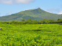 Mauritius – Plantacja herbaty “Bois Cheri”
