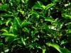 Bois Cheri 0850