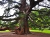 Christchurch 0288