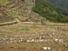 Machu Picchu 0702