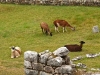 Machu Picchu 0748