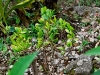 Machu Picchu 0750