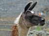 Machu Picchu 0802