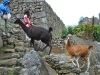 Machu Picchu 0807