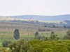 Viscri 0596