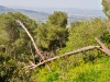 Tabor 0060