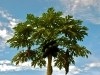 Uganda 2006 0374