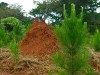 Uganda 2006 0435