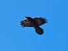 Grand Canyon 0548