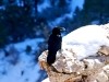 Grand Canyon 0570